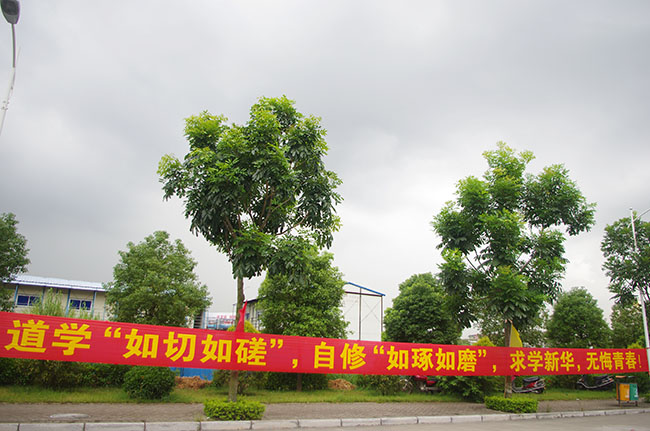 古天乐代言太阳集团网址