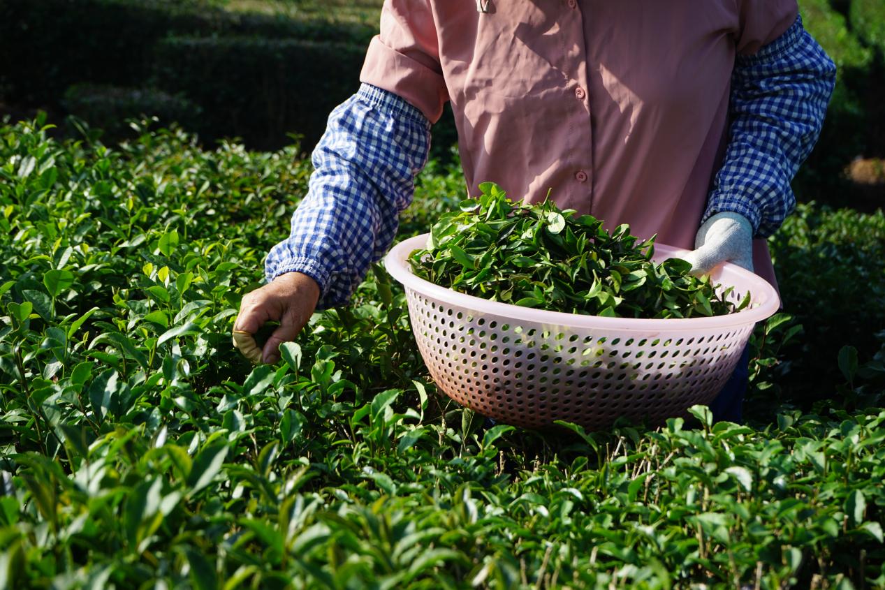古天乐代言太阳集团网址